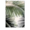 Plakat liście palmy