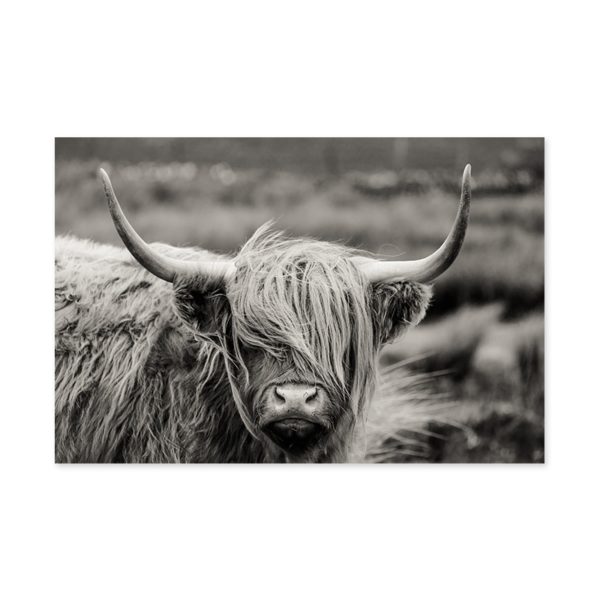 Plakat na ścianę Highland Catt Cow